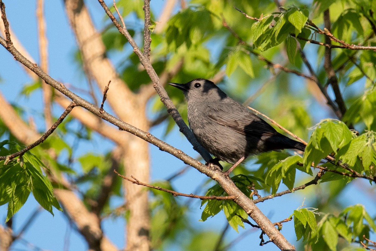 Gray Catbird - Luc Girard