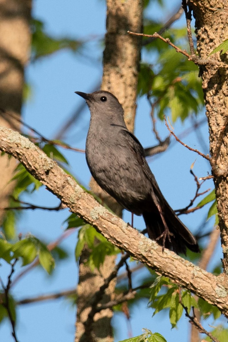 Gray Catbird - Luc Girard