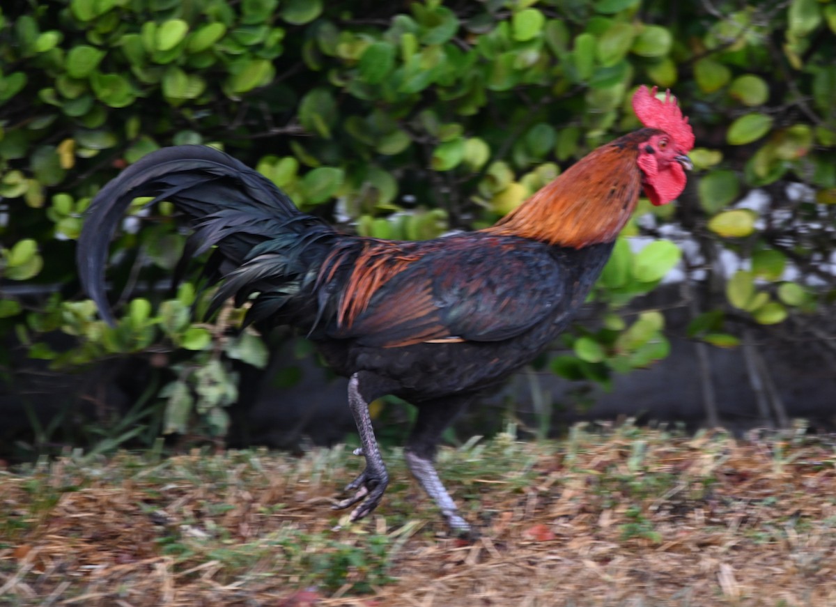 Red Junglefowl (Domestic type) - Paula Gatrell