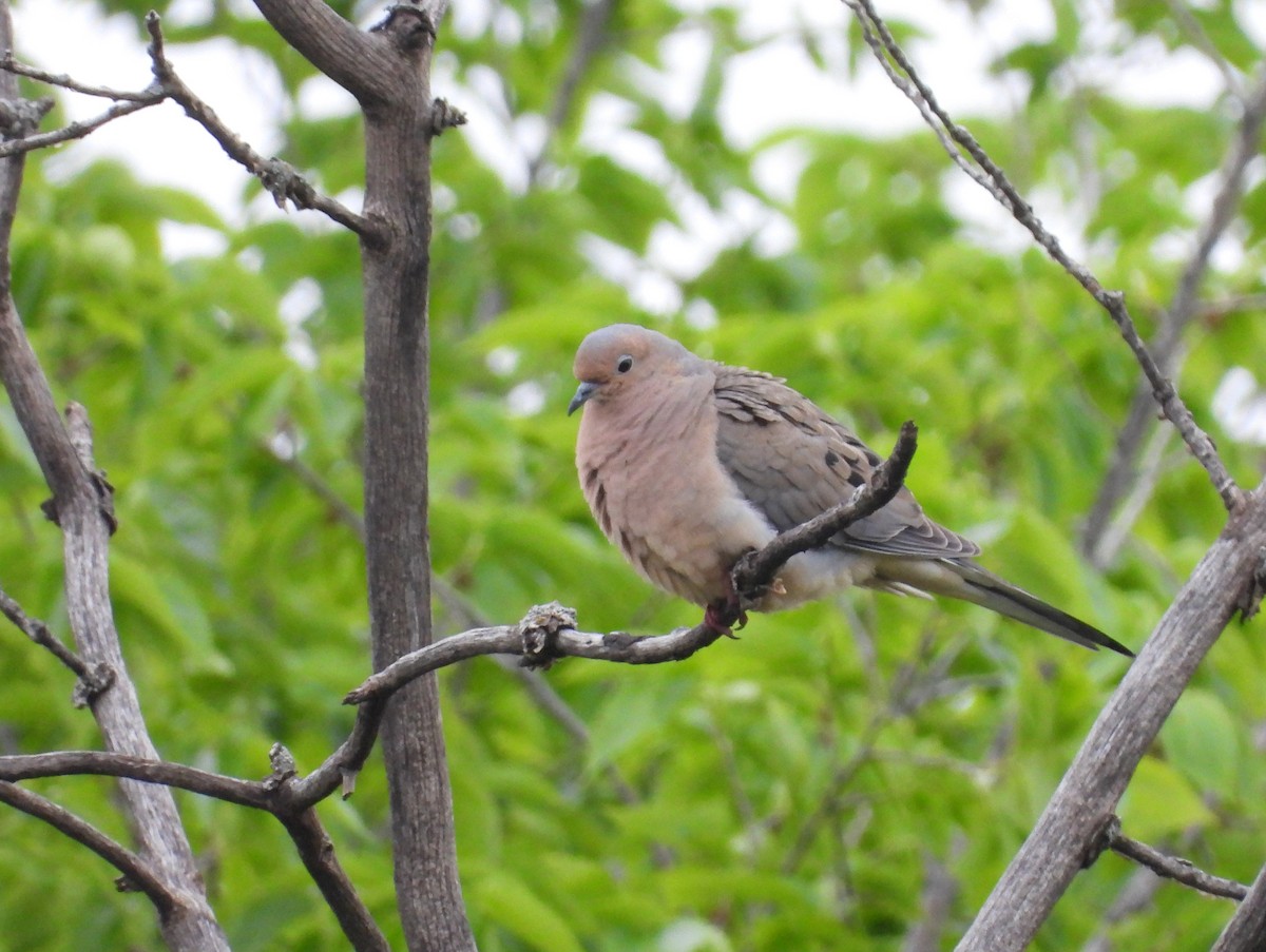 Mourning Dove - Michael W. Sack