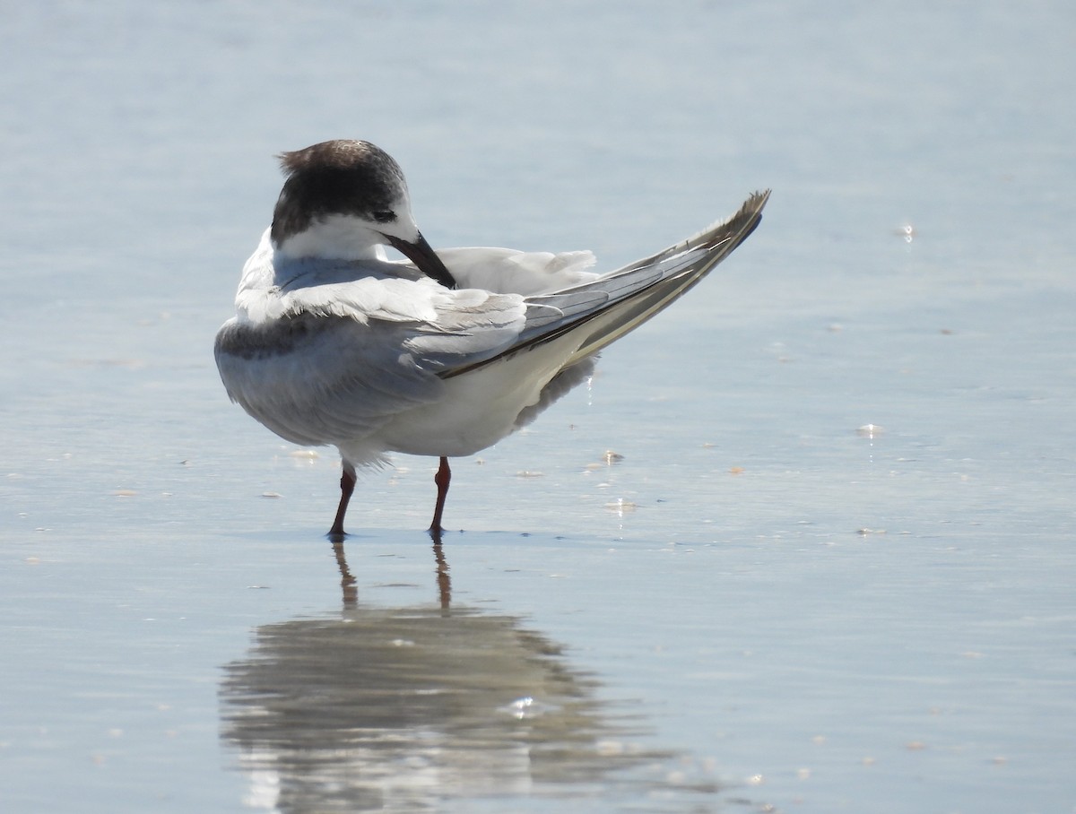 Common Tern - Daniel Lane