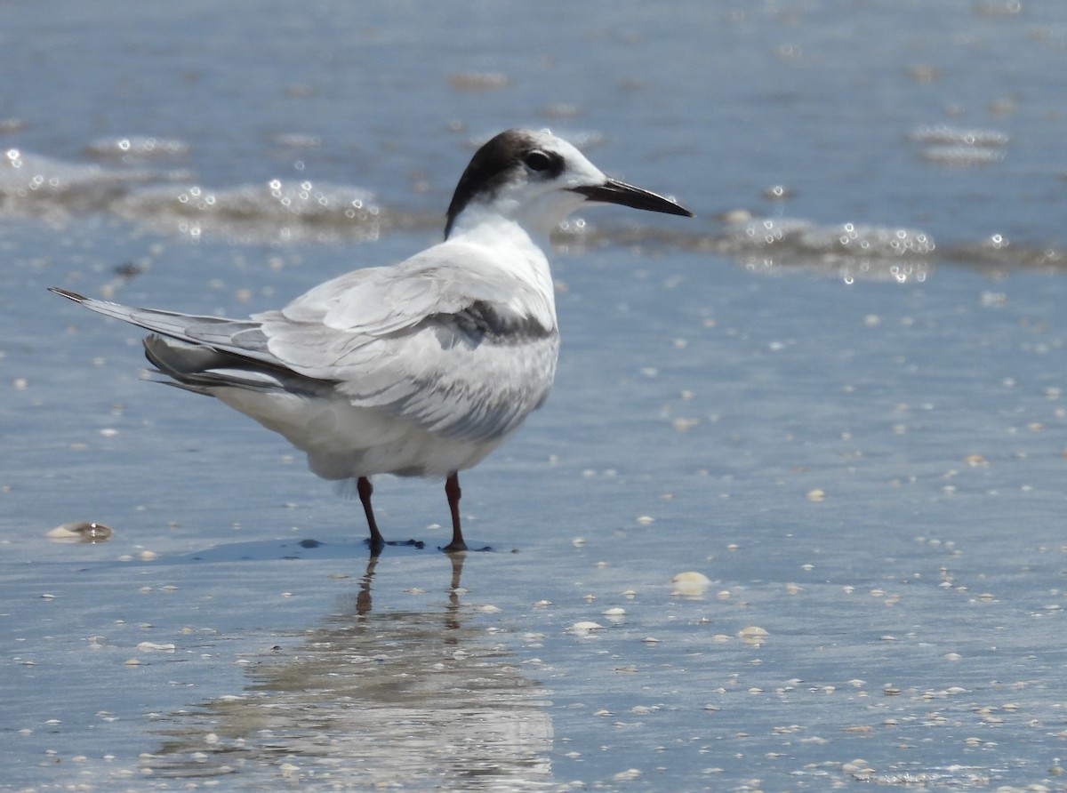 Common Tern - Daniel Lane