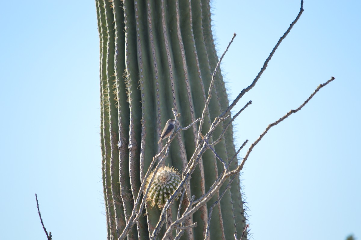 Rock Wren - ML619371536