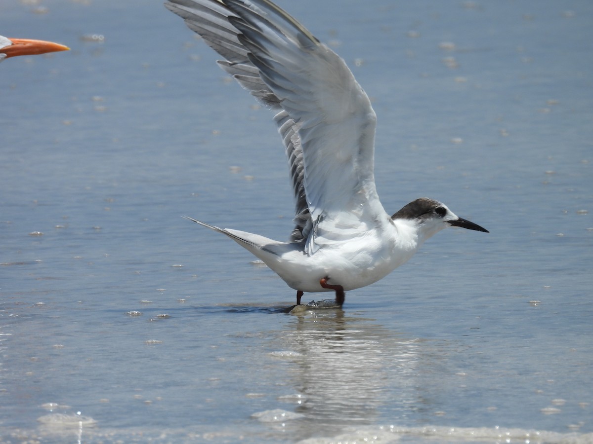 Common Tern - Daniel Lane