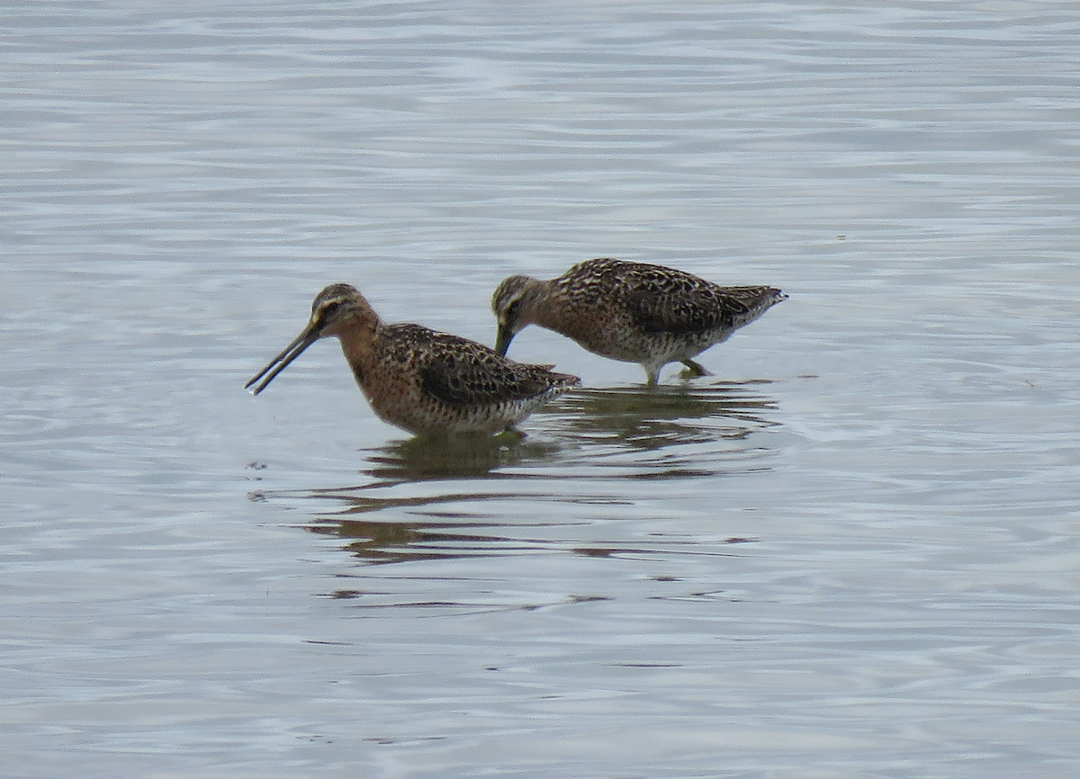 Short-billed Dowitcher - ML619371541