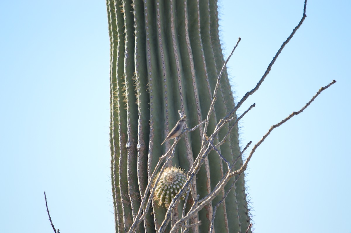 Rock Wren - ML619371543