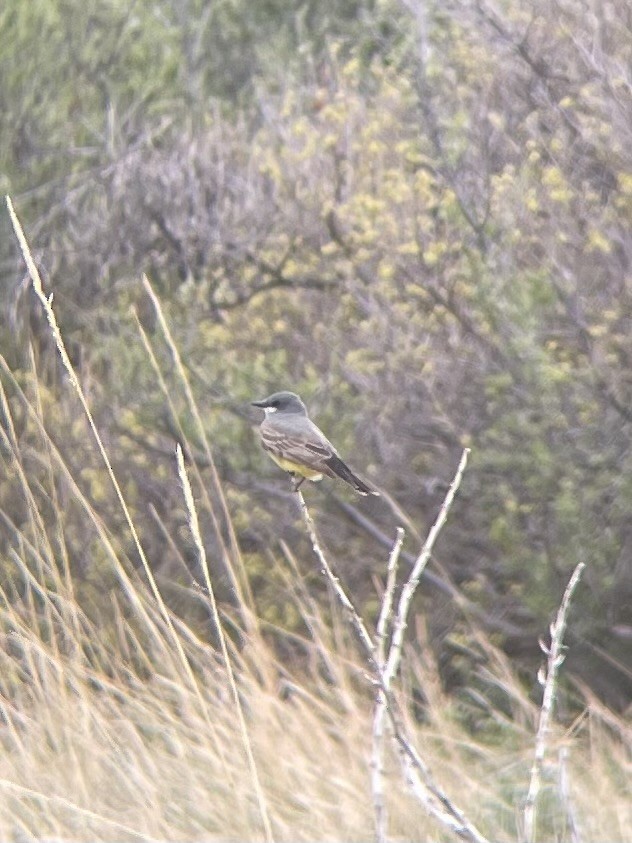 Cassin's Kingbird - ML619371546