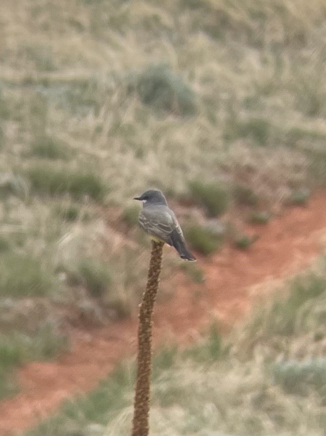 Cassin's Kingbird - ML619371548