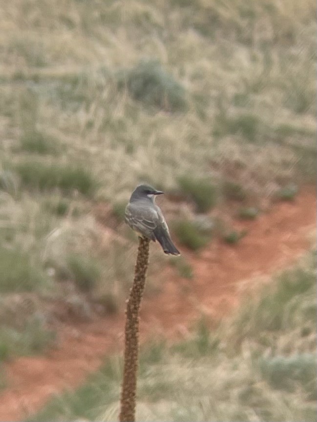 Cassin's Kingbird - James Kachline