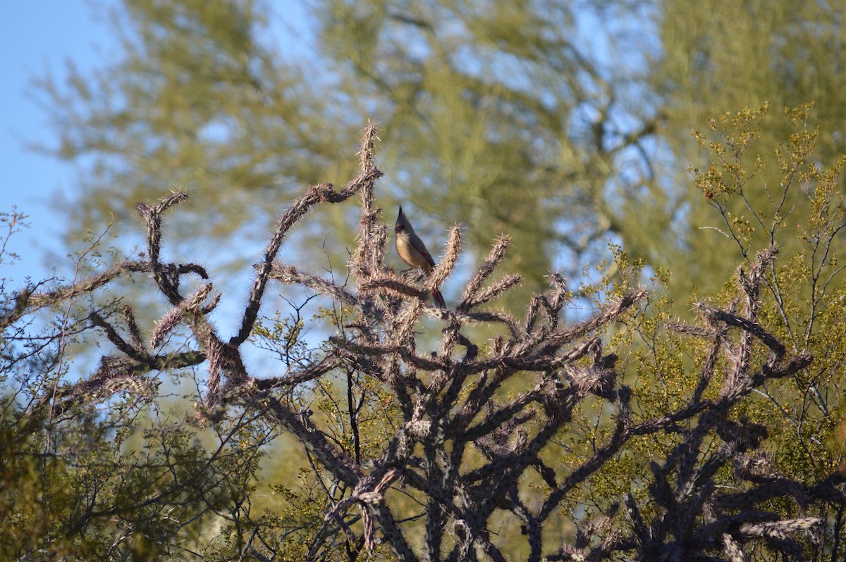 Pyrrhuloxia - Justin Hageman