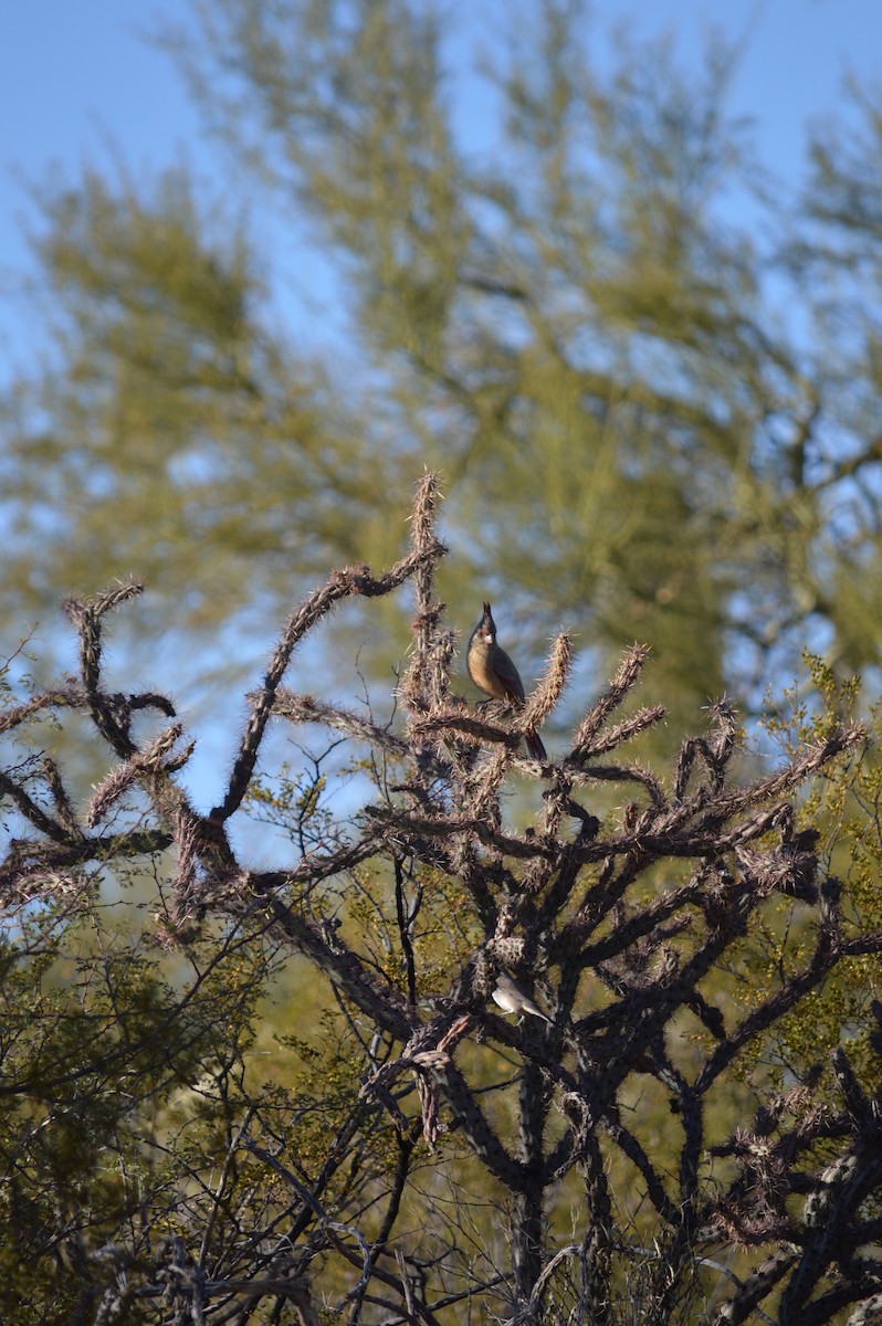 Cardinal pyrrhuloxia - ML619371567