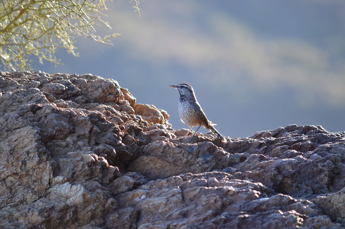 Troglodyte des cactus - ML619371572