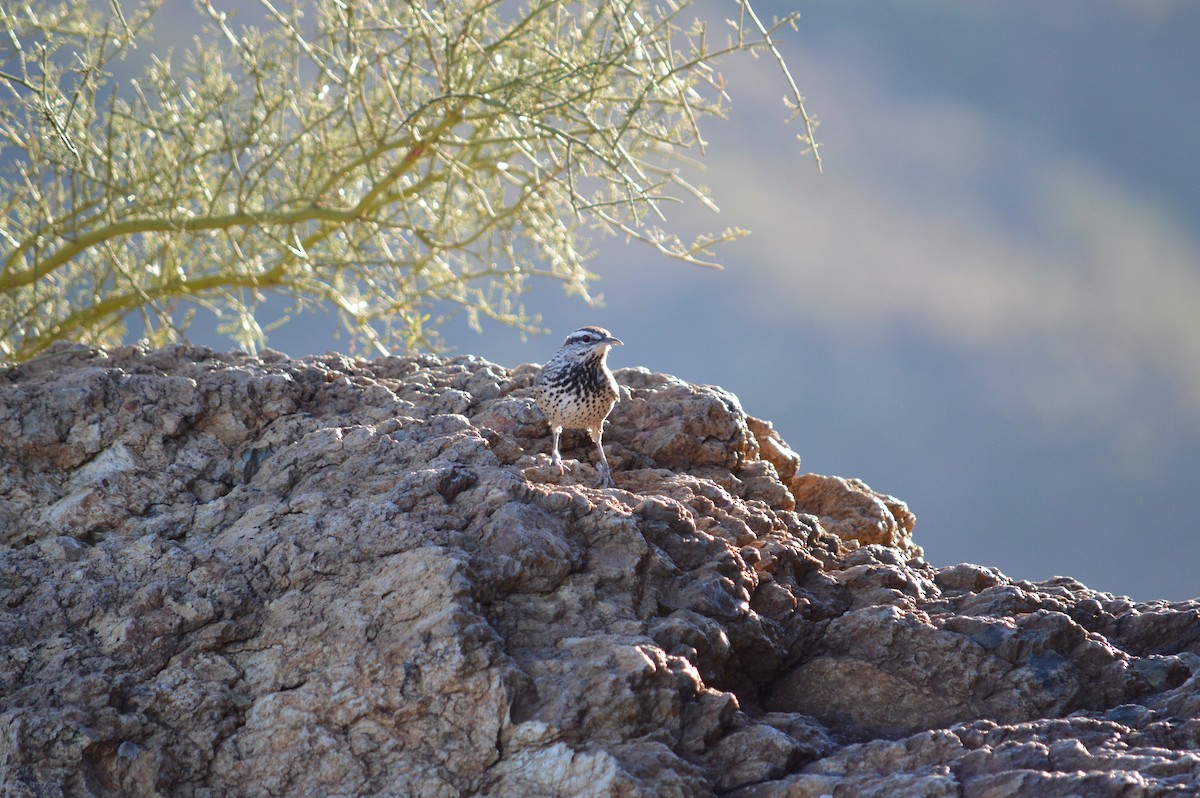 Cactus Wren - ML619371576