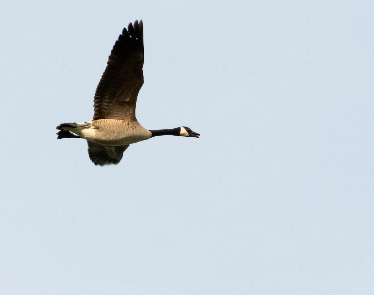 Канад галуу - ML619371577