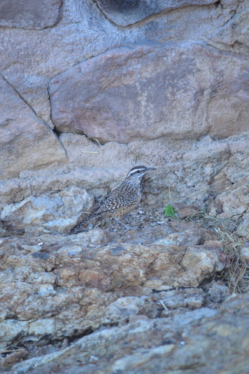 Cactus Wren - ML619371580