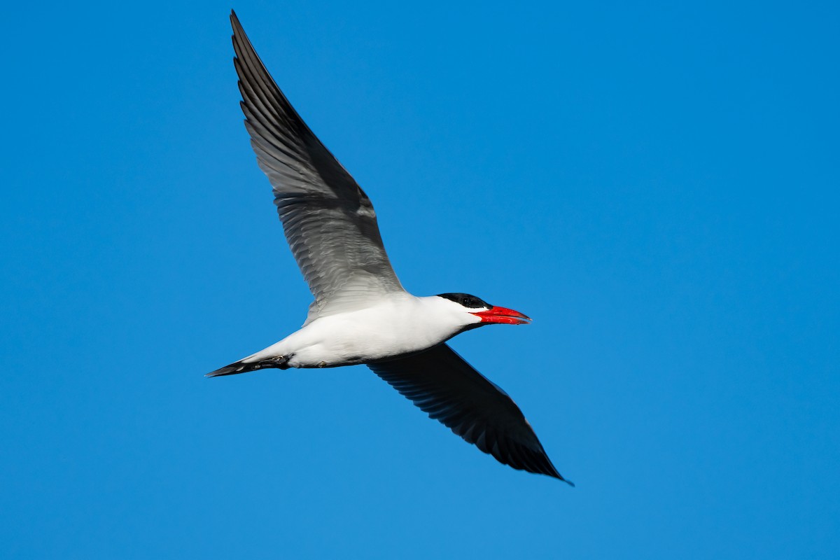 Caspian Tern - Andrea C