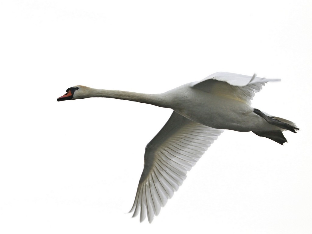 Mute Swan - ML619371588