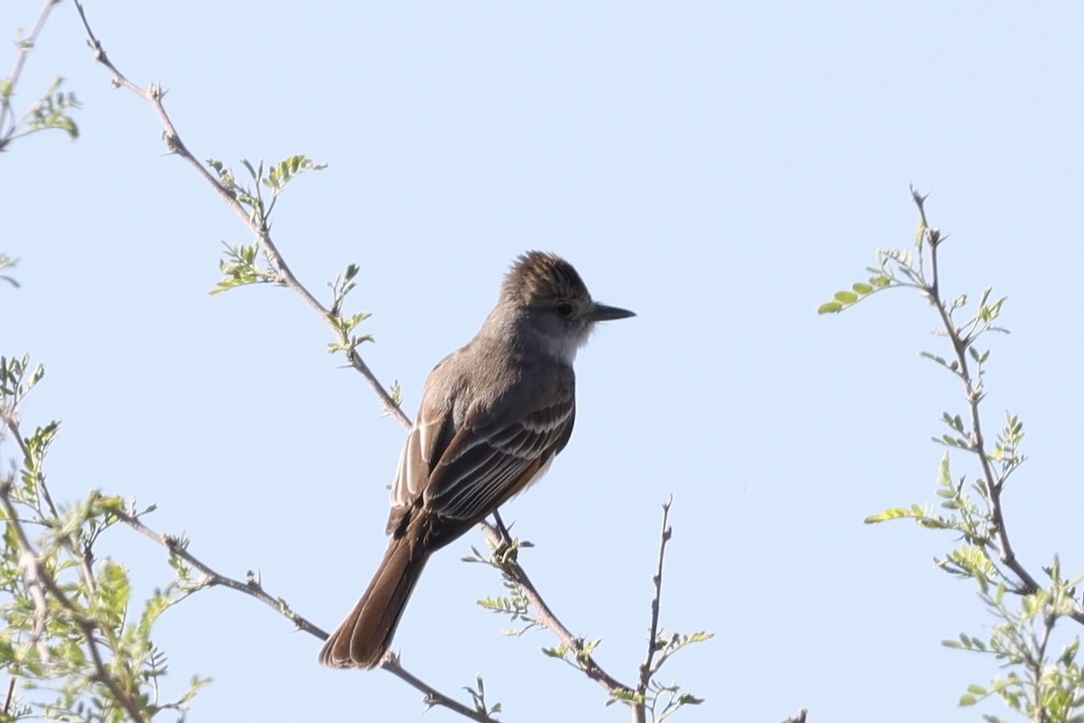 Dusky Flycatcher - Laura Crago