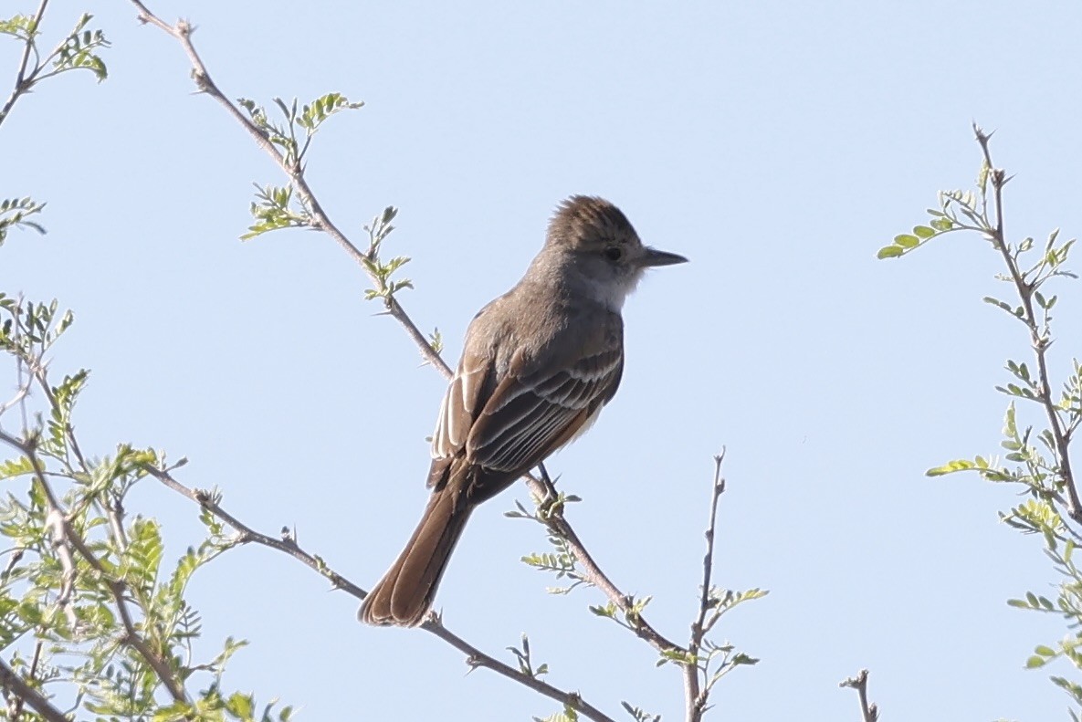 Dusky Flycatcher - ML619371593