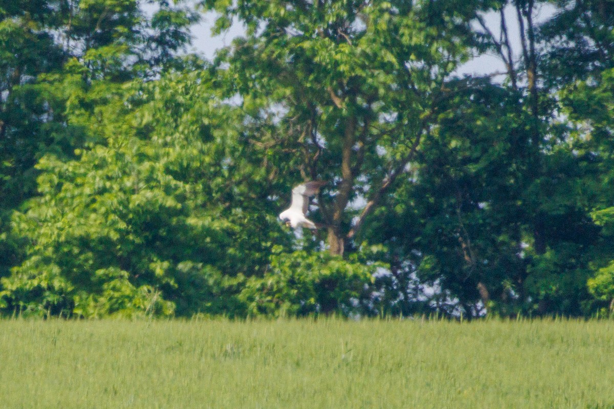 Swallow-tailed Kite - Russell Lamb