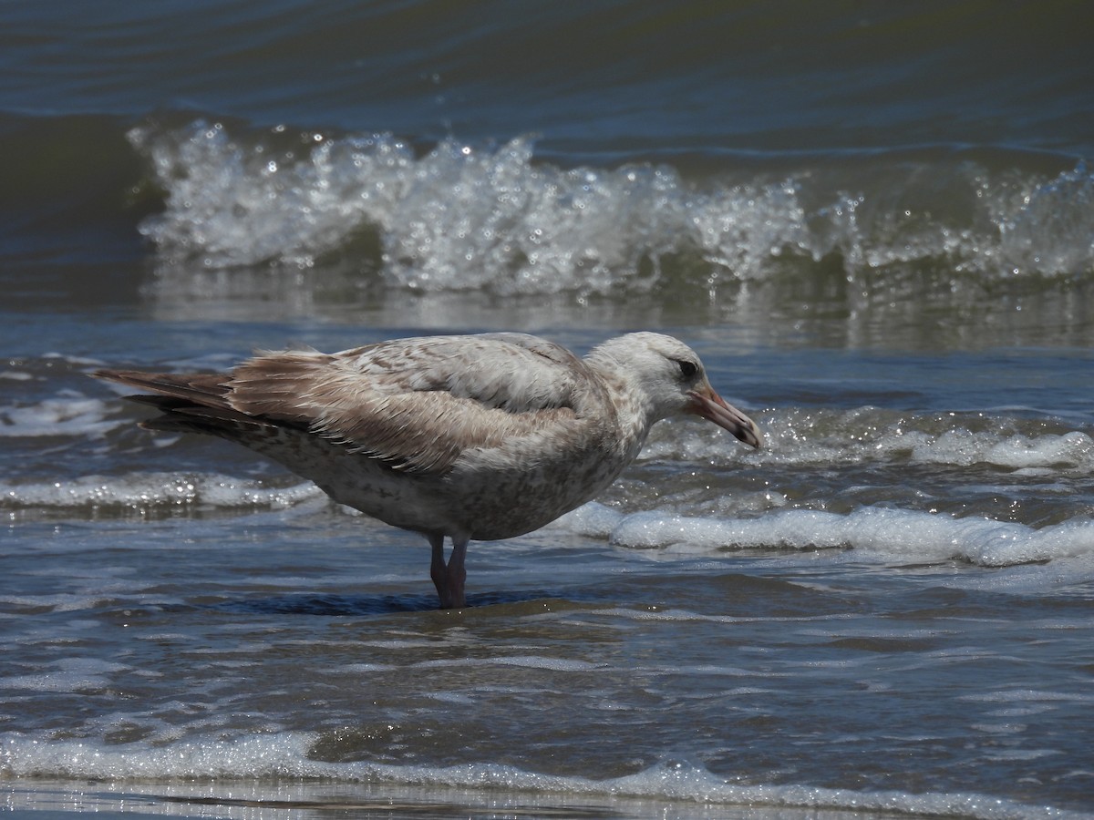 Herring Gull - Daniel Lane