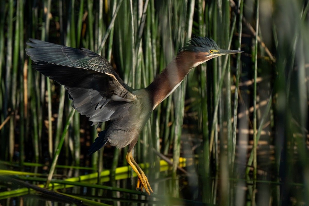 Green Heron - Andrea C