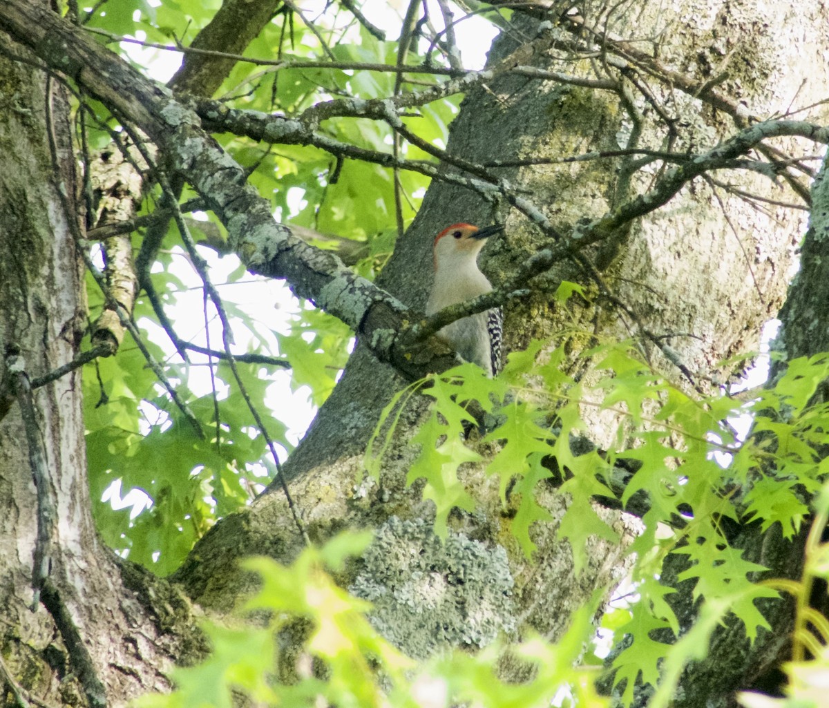 Red-bellied Woodpecker - Al Cadesky