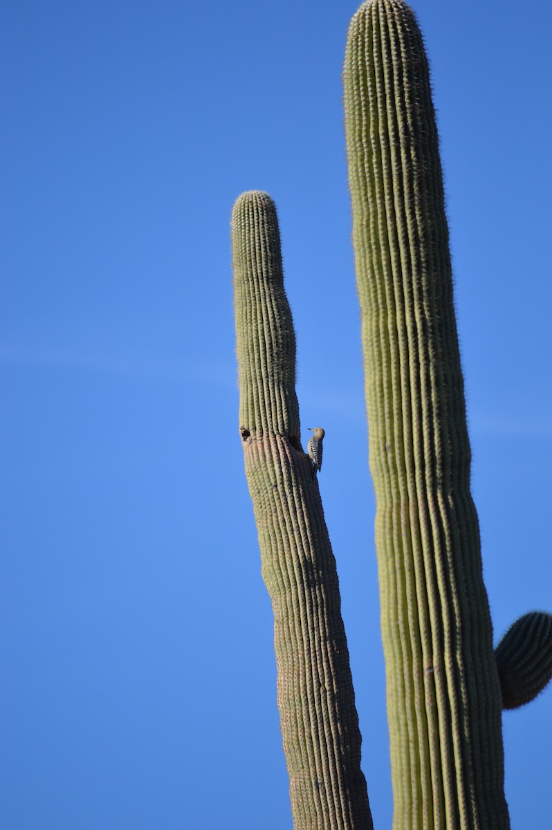 Pic des saguaros - ML619371633