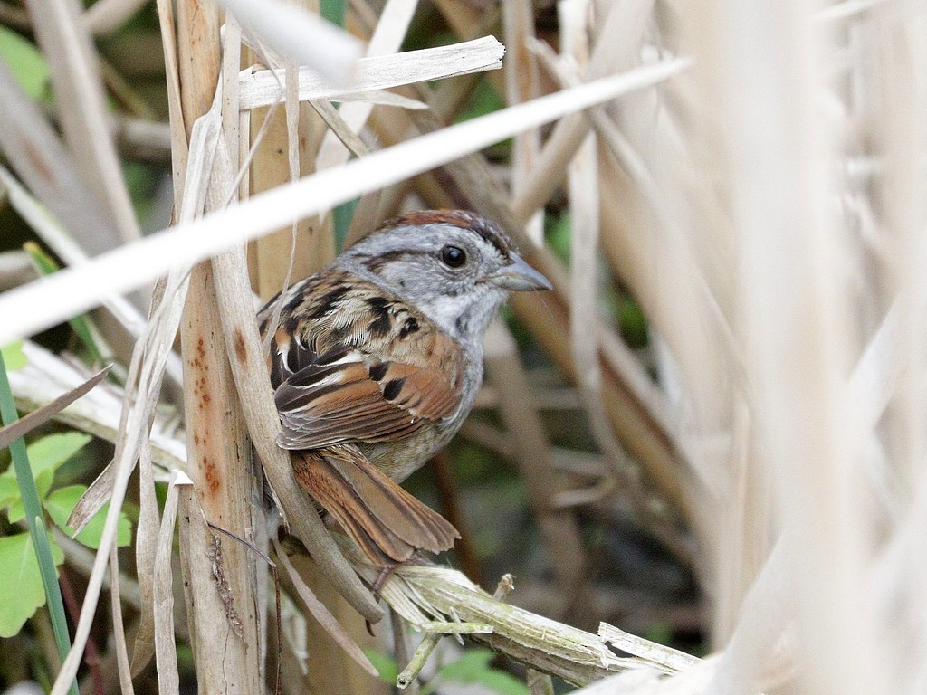 Swamp Sparrow - Mike Lee