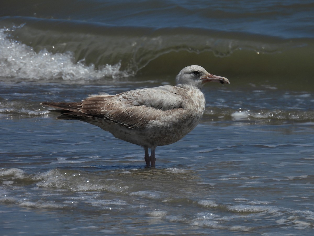 Gaviota Argéntea - ML619371636