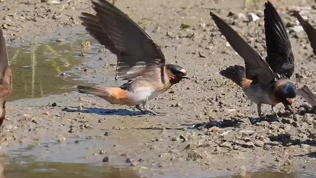 Cliff Swallow - ML619371640