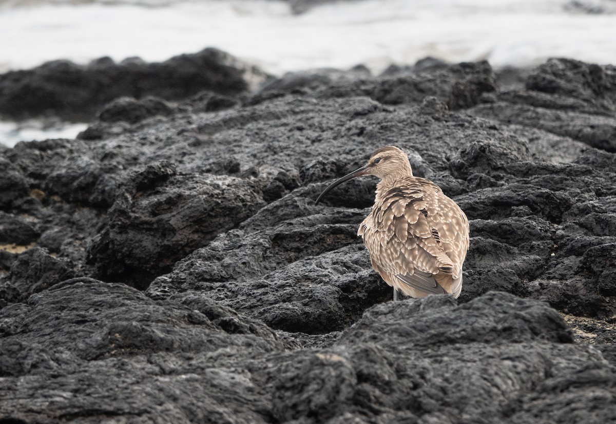 Whimbrel - ML619371642