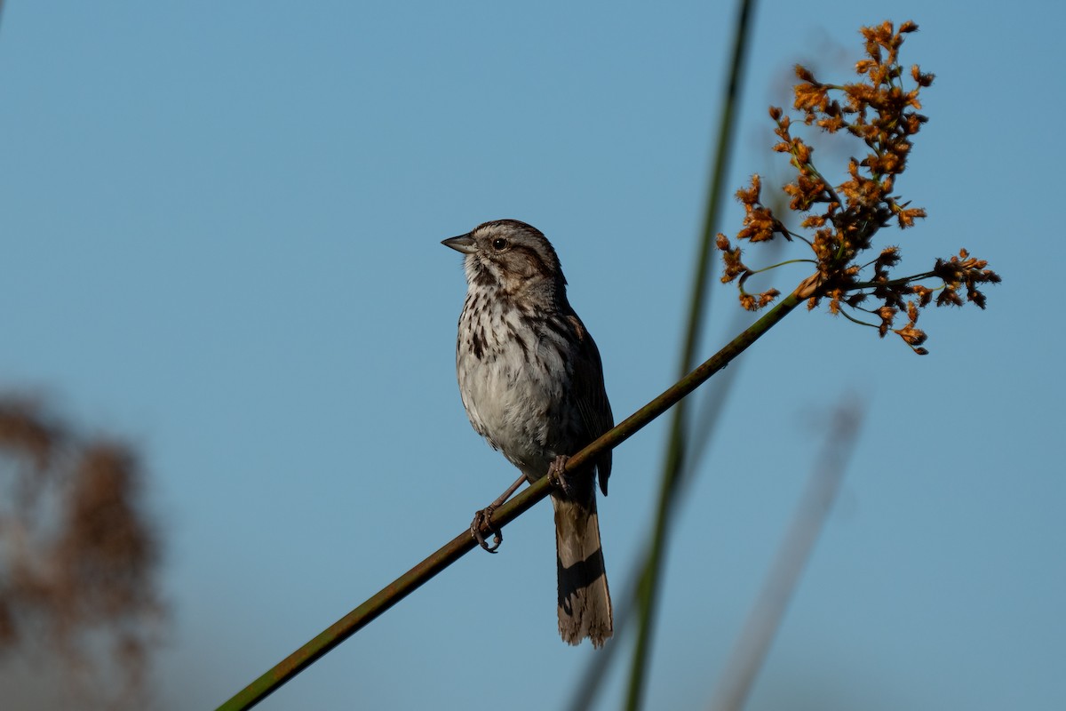 Song Sparrow - Andrea C