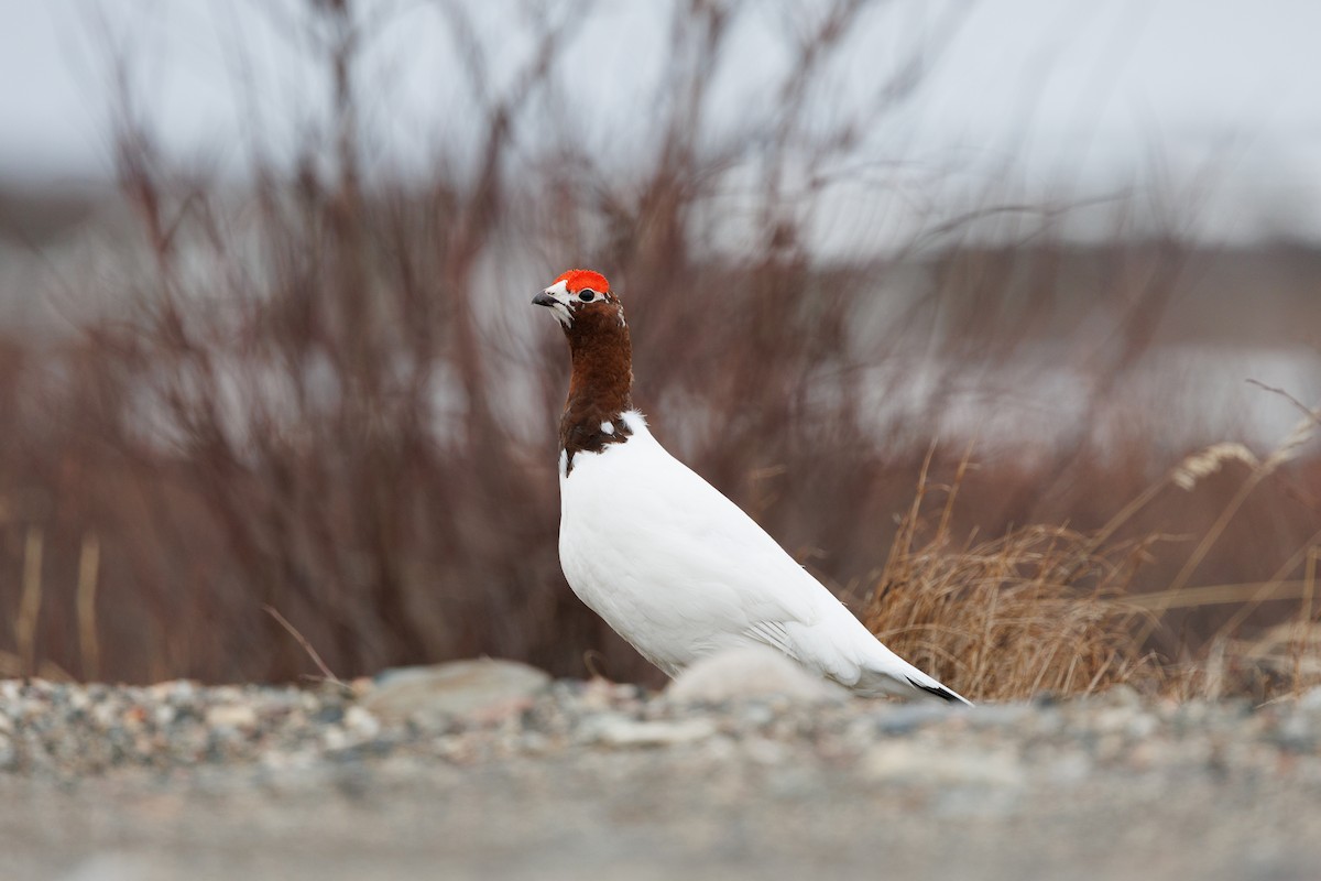 Willow Ptarmigan - Samuel Lagacé