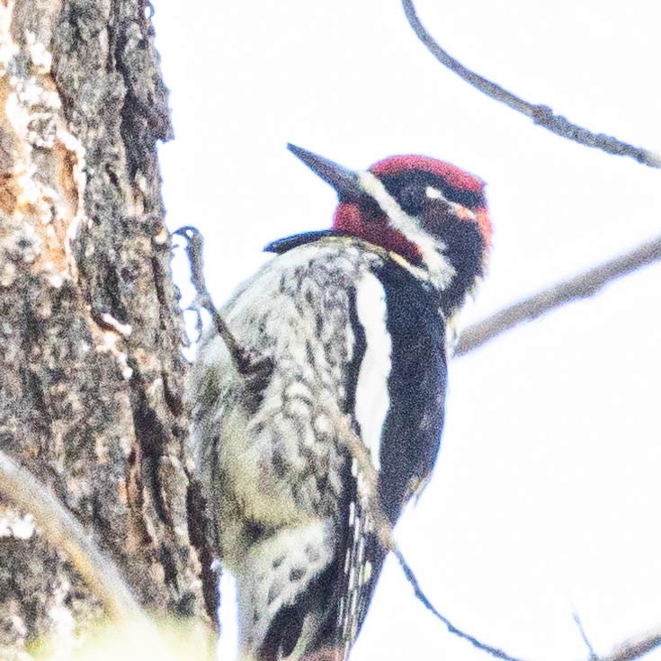 Red-naped Sapsucker - Ken Tweedt