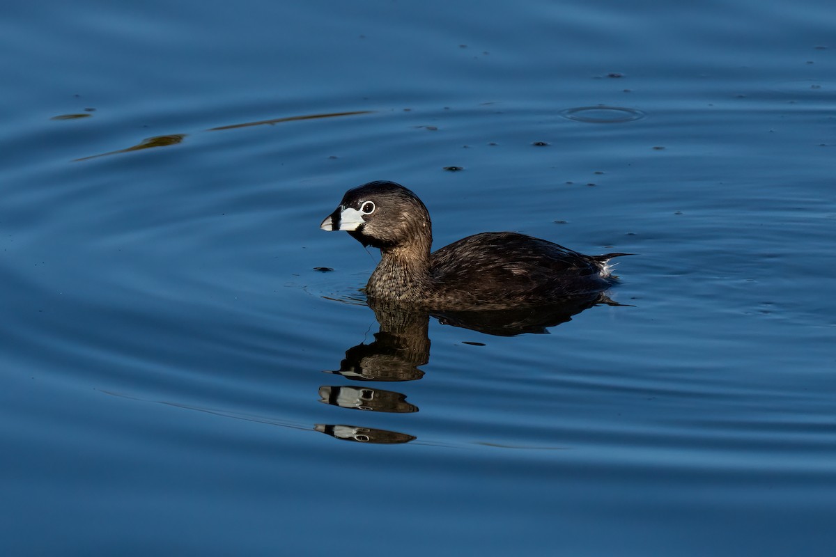 Pied-billed Grebe - Andrea C