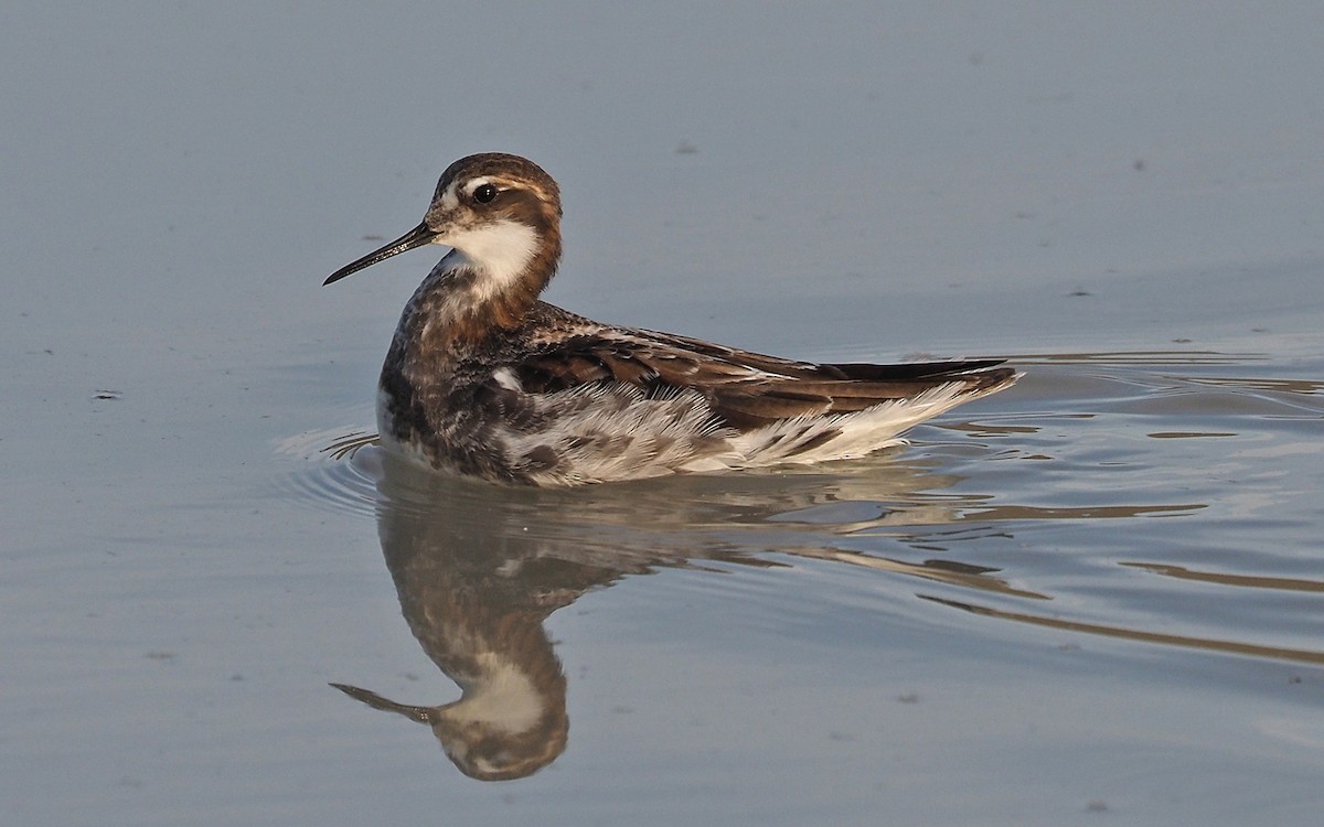 Red-necked Phalarope - Gordon Johnston