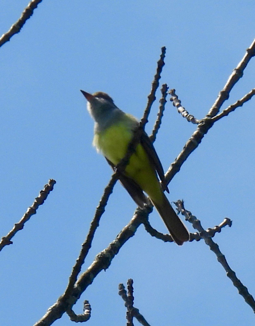 Great Crested Flycatcher - Sue Bernstein