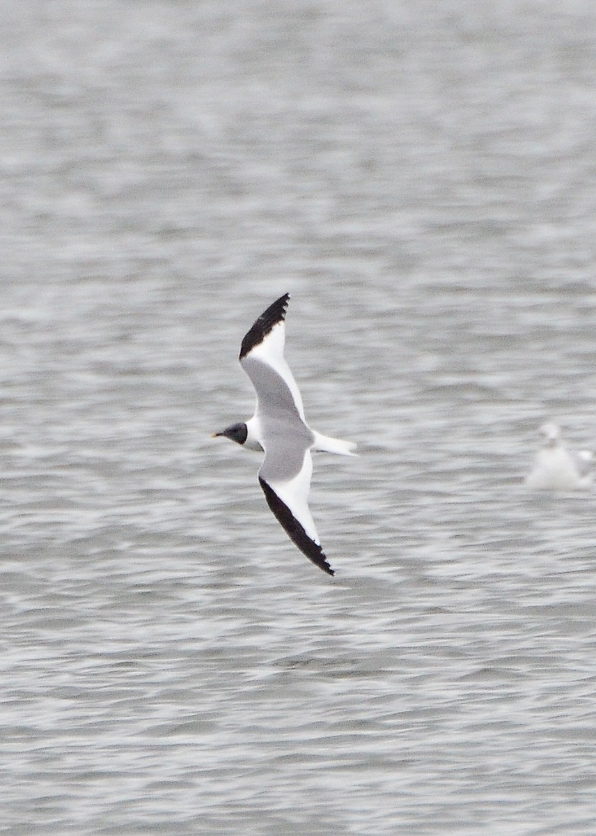 Gaviota de Sabine - ML619371668