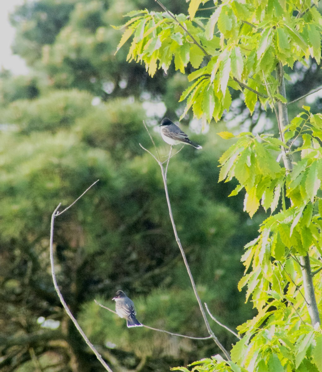 Eastern Kingbird - ML619371677