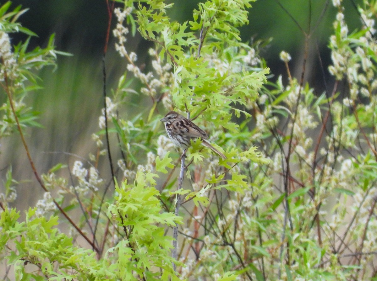 Song Sparrow - Michael W. Sack