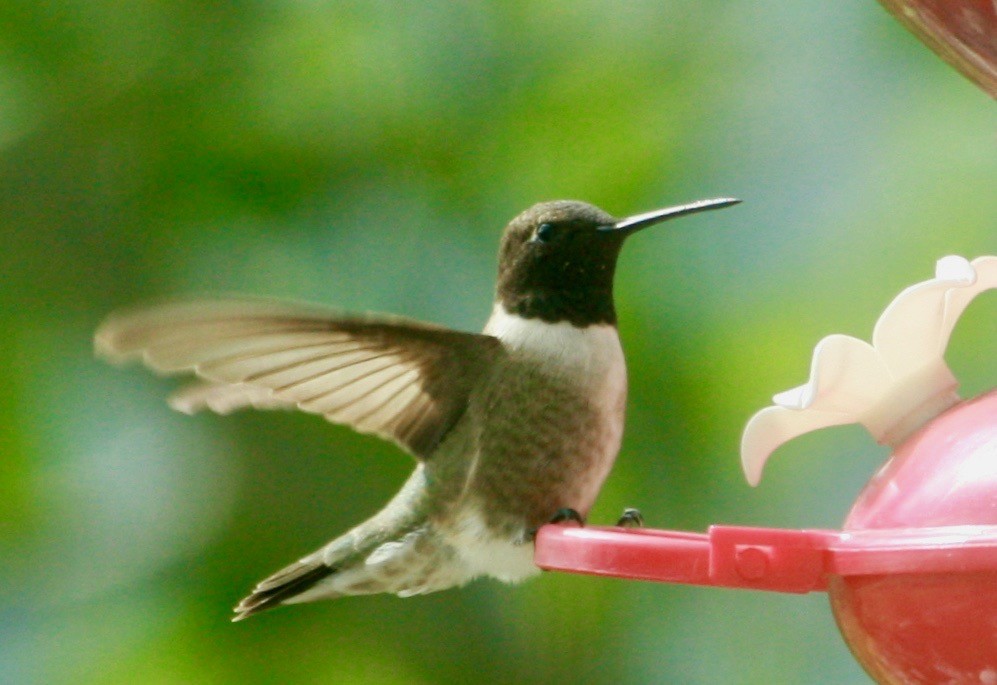 Black-chinned Hummingbird - Renee Coon