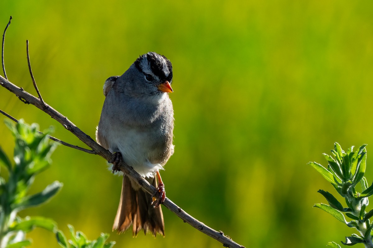 White-crowned Sparrow - Andrea C