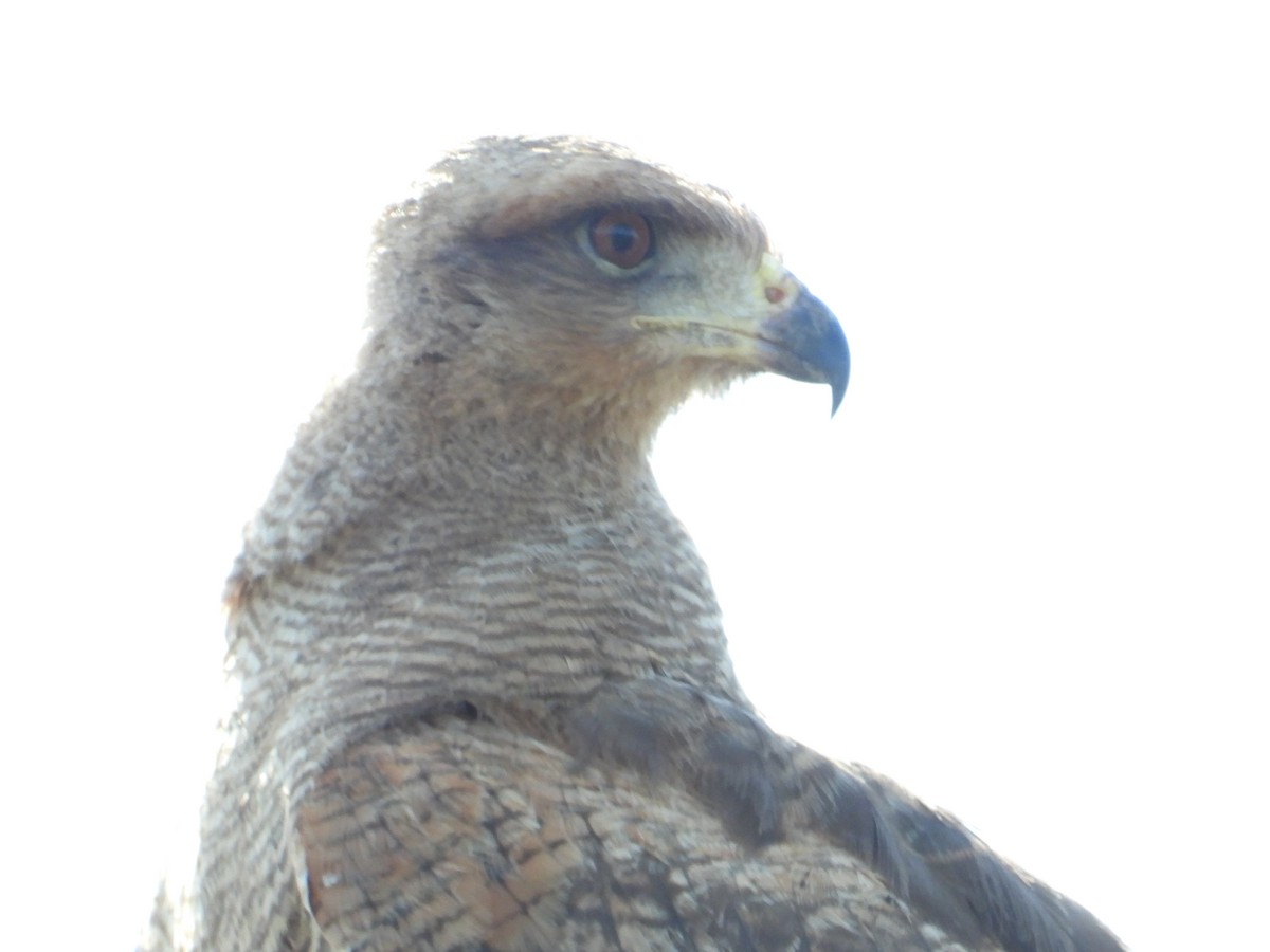 Savanna Hawk - Mónica  Cobelli