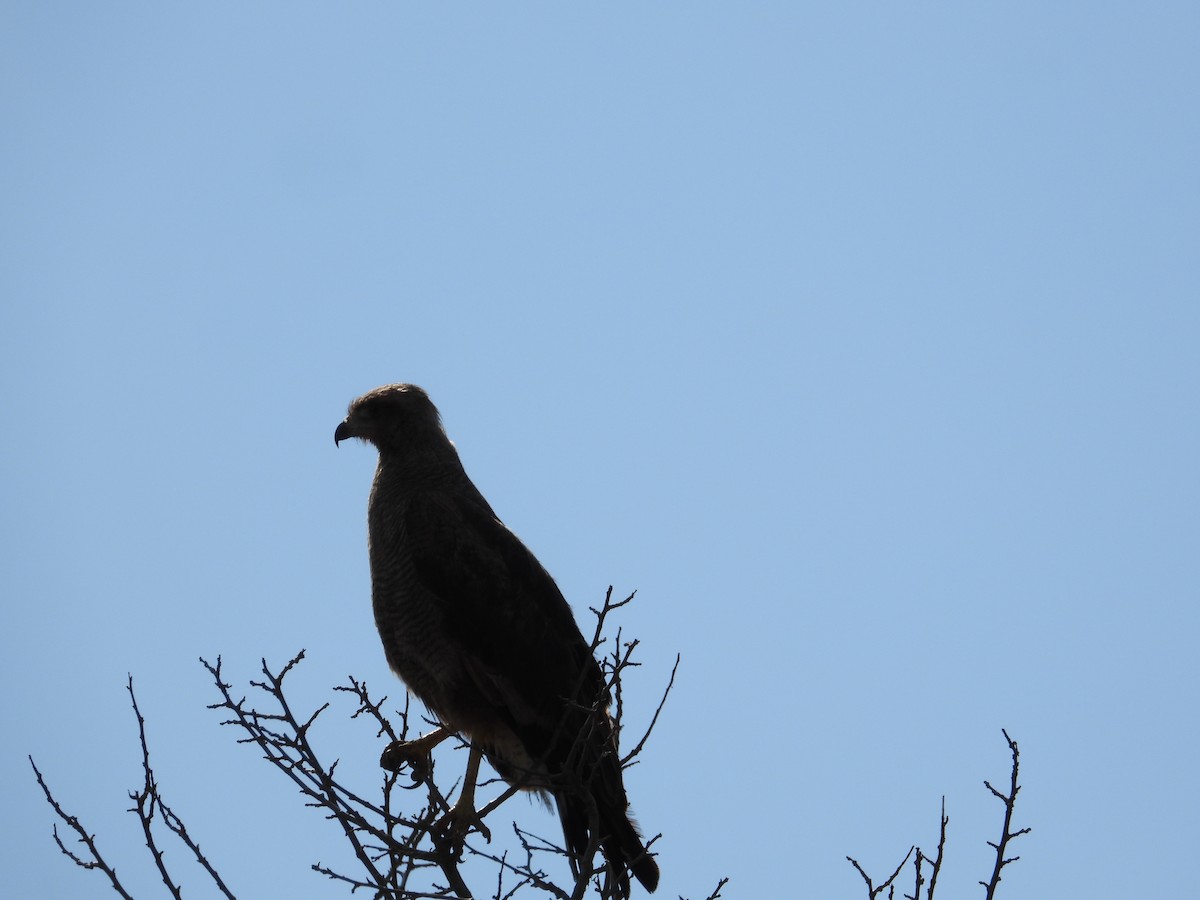 Savanna Hawk - Mónica  Cobelli