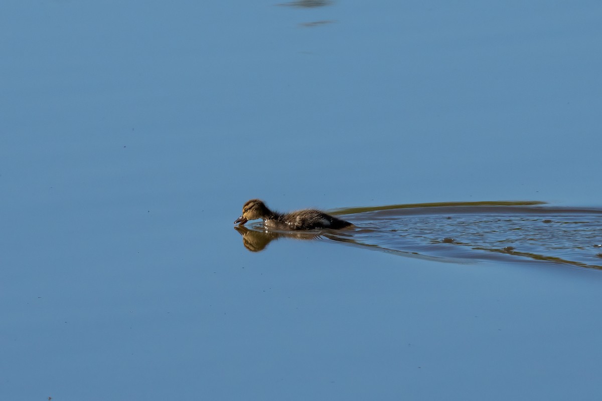 Mallard - Andrea C