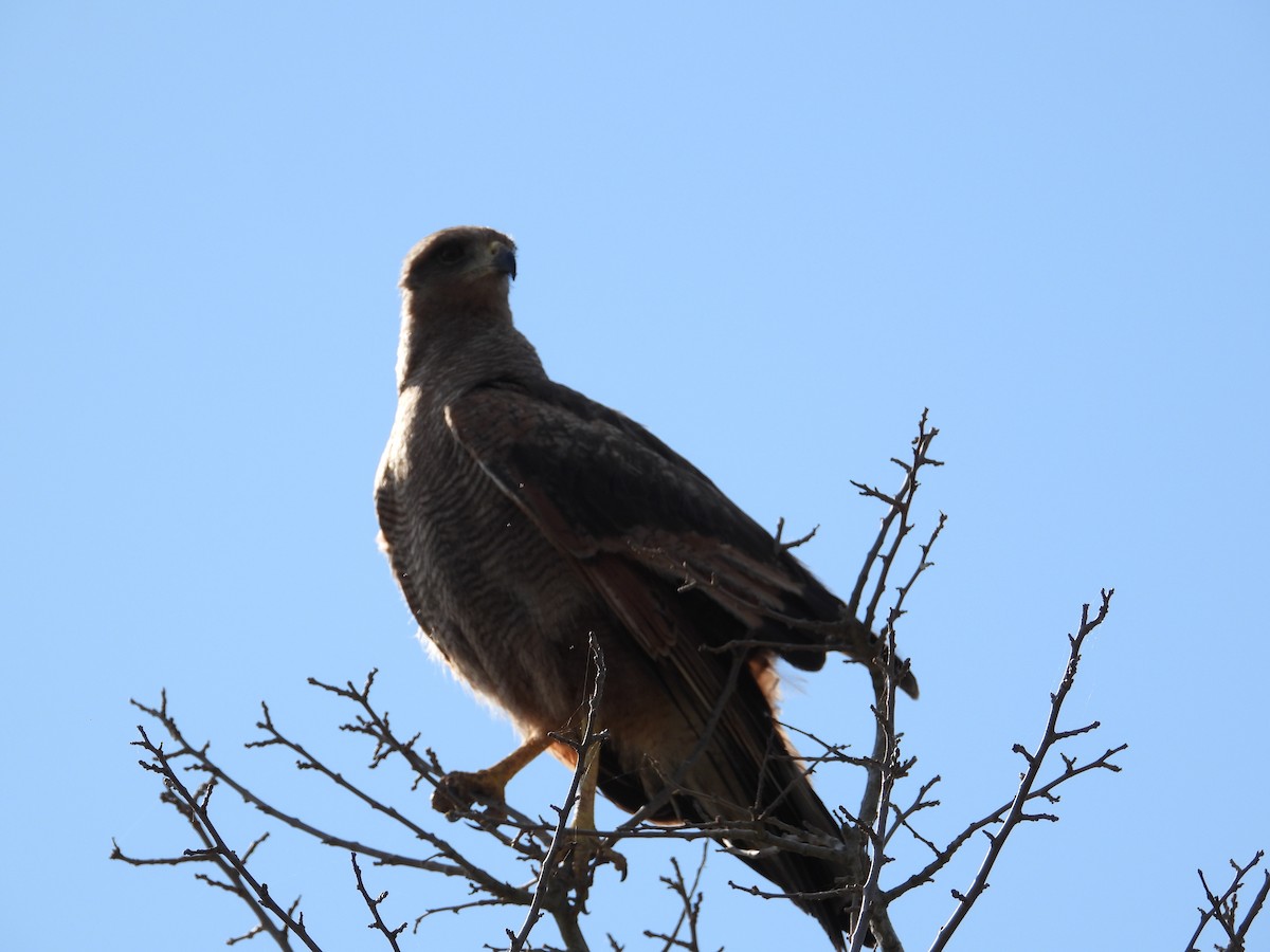 Savanna Hawk - Mónica  Cobelli