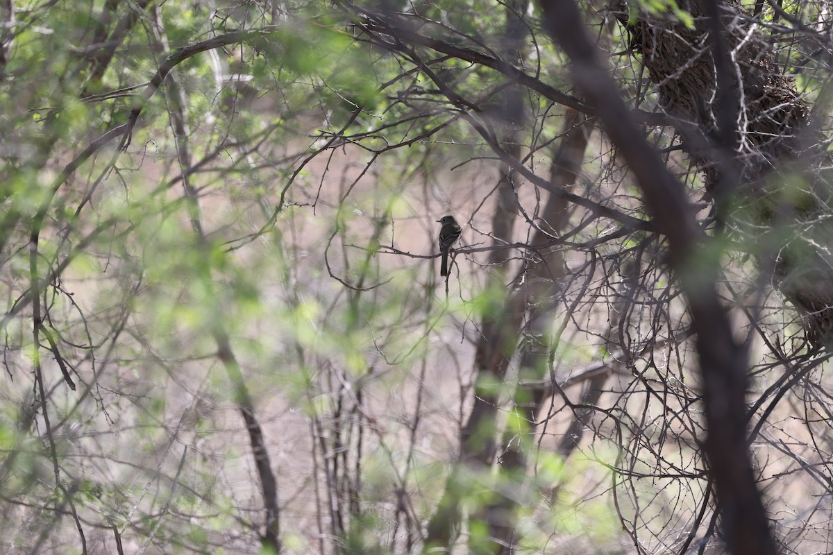 Dusky Flycatcher - ML619371738