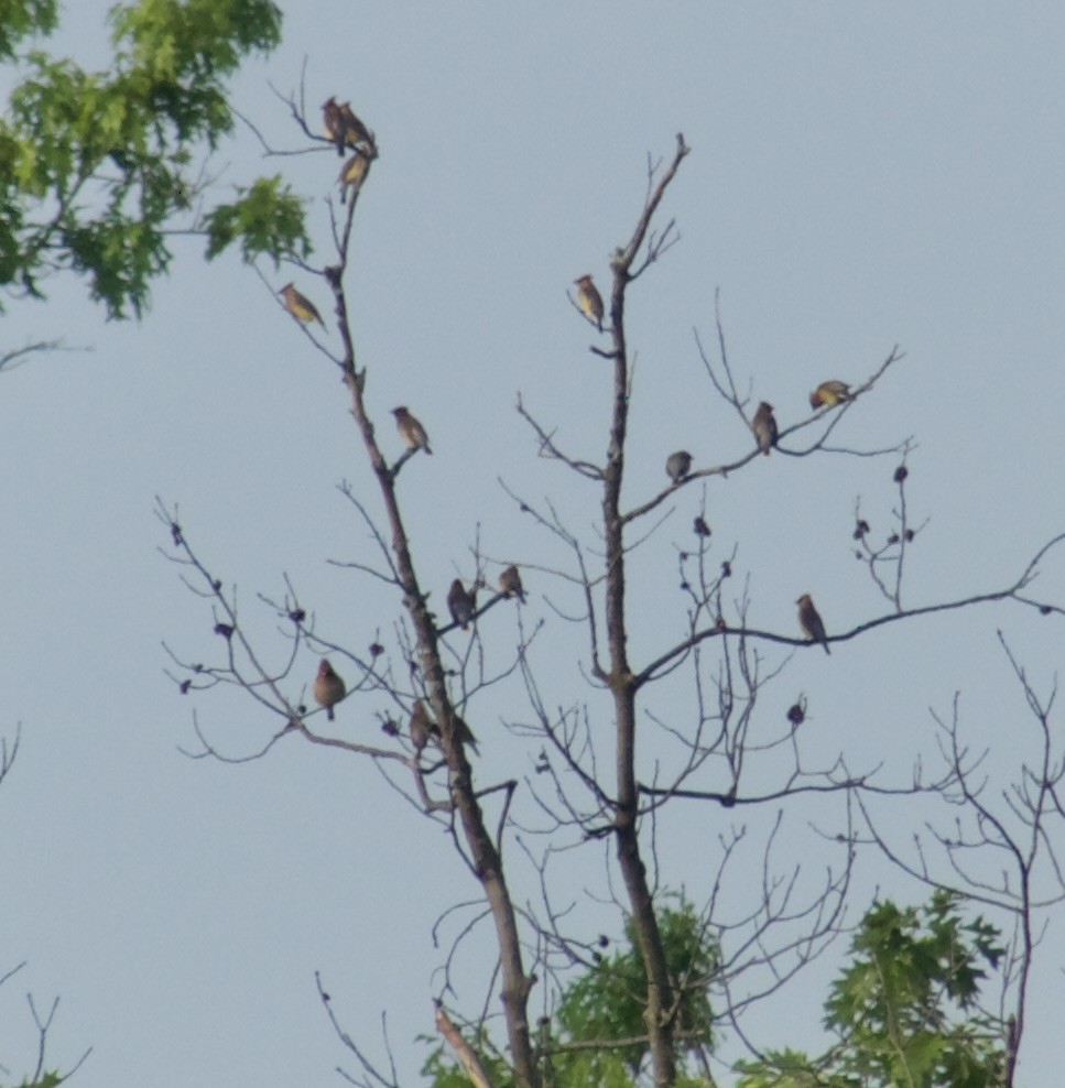 Cedar Waxwing - ML619371744