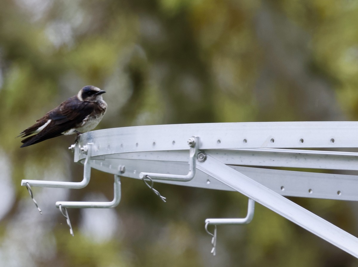 Purple Martin - ML619371765